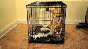 Signs of serious separation anxiety most puppies whine or cry a little when left alone. Saluki Has Severe Separation Anxiety In Crate Youtube