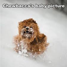 Funny Animal Pictures With Captions Star Wars Humor Funny Star Wars Pictures Star Wars Pictures