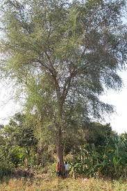Image result for Faidherbia albida