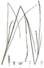 Image result for Elionurus tripsacoides