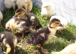 You can buy ducklings to raise from hatcheries. What You Should Know About Raising Chickens And Ducks Together
