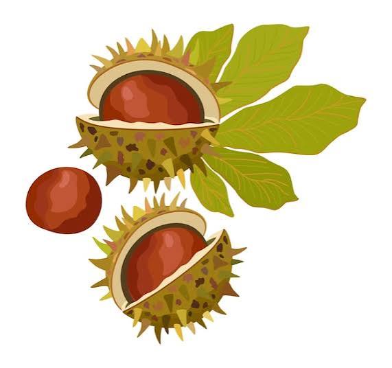 Kasztany z liściem Wektor odizolowywana ilustracja | Wektor Premium