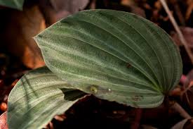 Image result for Nervilia ballii