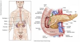 These organs are held together loosely by connecting tissues. Pancreatic Cancer Medical Illustrations Cancer Net