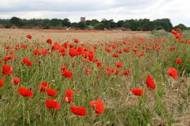 We did not find results for: Veterans Day Poppies Hgtv
