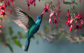 If you have one of your own you'd like to share, send it to us and we'll be happy to include it on our website. Wallpaper Nature Bird Hummingbird Images For Desktop Section Zhivotnye Download
