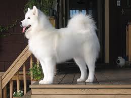 Breed of hardy, muscular working dog working dog, classification used by breeders and kennel clubs to designate dogs raised by humans to. Samoyed My Future Pup Samoyed Dogs Samoyed Dogs Of The World