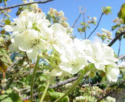 Image result for Dombeya acutangula