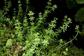 Image result for Galium chloroionanthum