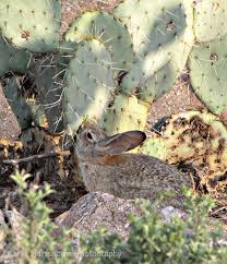 How do sonoran desert cities get their water? Do Rabbits Eat Prickly Pear Cactus Visualriver S Blog