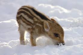 Online Ratgeber Zu Kindererziehung Von Baby Bis Teenie Ausgestopftes Tier Tiere Tiere Wild
