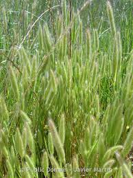 Image result for Polypogon monspeliensis