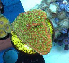 Pin On Montipora