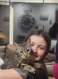 Lost cat in NW Gates area, $150 reward offered