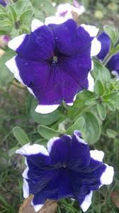 The scientific name for asters is asteraceae, and it comes from the greek word for star. Five Different Types Of Flowers Blooming In A School Steemit