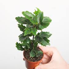 Image result for Plerandra