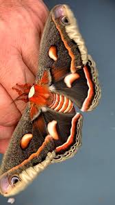 Image result for Xylopia shirensis