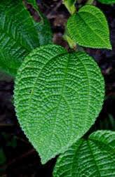 Image result for Urticaceae
