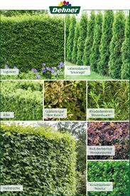 Gute Alternativen Zur Buchsbaumhecke Es Muss Nicht Immer Eine Buchsbaumhecke Sein Bei Uns Findet Ihr Viele Tolle Naturli In 2020 Buchsbaumhecke Bepflanzung Pflanzen