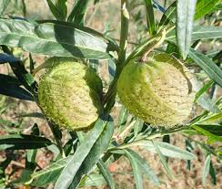 Image result for Gomphocarpus glaucophyllus