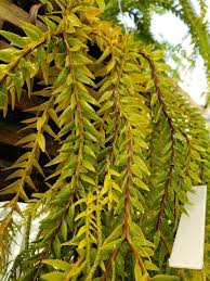 Image result for Huperzia phlegmaria