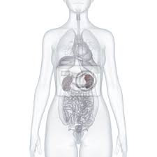 Im bauch befinden sich viele organe, die für unterschiedliche aufgaben und funktionen vorhanden sind. Nieren Anatomische 3d Illustration Innere Organe Fototapete Fototapeten Medicative Entzundung Orgel Myloview De