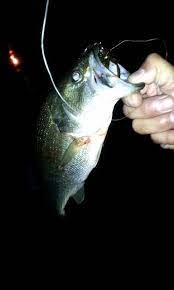 Night Hunting Fish Hunting