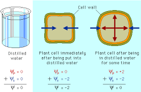 Pearson The Biology Place Biology Plants Biology Plant Physiology