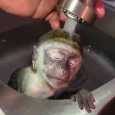 Be sure the temperature is comfortable to you before placing the capuchin in the water. In The Know This Baby Monkey Taking A Bath Is As Chill As It Gets Facebook