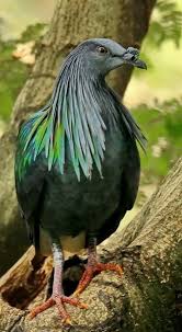Birds Lyrics Imagine Dragons Meaning Pin By Morris Clark On Birds Indonesia Nicobar Pigeon Birds Pigeon