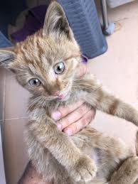 Sabah Sabah Yavru Kedi R10 Net