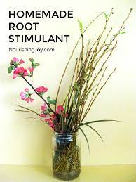 Auxins are one of the main plant hormones that aid in the creation of initial root growth. How To Make Natural Homemade Root Stimulant Nourishing Joy