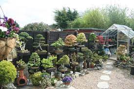 Bonsai Garden So Cool Bonsai Garden Flowering Bonsai Tree Indoor Bonsai