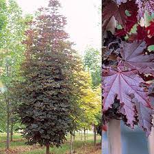 A pyramidal form of the 'crimson king' maple. Acer Crimson Sentry Maple Hello Hello Plants Garden Supplies