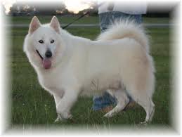 Giant alaskan malamute breeder/puppies in virginia, we raise beautiful healthy strong alaskan malamutes, mountain ridge giant alaskan malamutes & alaskan malamute breeder/mtnridgemalamutes, alaskan malamute puppies for sale, mountain ridge giant alaskan. Dog Alaskan Malamute For Sale