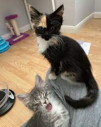 Brother And Sister Kitten Rescue Cute Cats And Kittens Feral Kittens