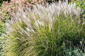 Image result for Miscanthus sinensis