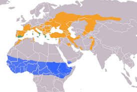 Углинг булса тилло ошик уйнаган mp3. Zwergohreule Wikipedia