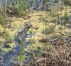 Help us congratulate member Ken Gabelman and server Bazil Voges for their  victory in the May 11 staff/member scramble golf tournament