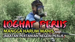 Maybe you would like to learn more about one of these? Loghat Perlis Mangga Harum Manis Feat Jabatan Pertanian Negeri Perlis Pangkasan Youtube