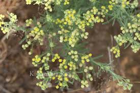 Image result for Eschenbachia stricta