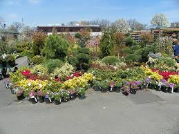 So many beautiful varieties flown in from around the world, flowers we have not seen locally here in denver. Nyc Plant Nursery Garden World