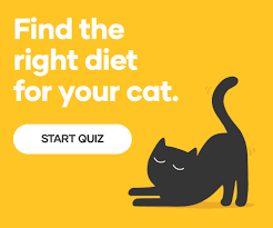 Once cats reach adulthood, once a day feeding is fine as long as if you are running around a lot in the evening, feed your cat in the morning before everyone else is up. How Often How Much Should I Feed My Cat Petbarn