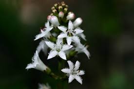 Image result for Menyanthaceae