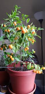 Shiny, dark evergreen foliage provides the back drop for fragrant white flowers followed by fruit. Calamondin Orange Tree Really Put Out Some Fruit This Year Houseplants