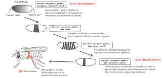 animal development ii gastrulation organogenesis