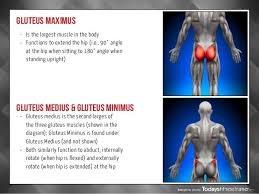 Maybe you would like to learn more about one of these? Movements Of Glute Muscle Internal Rotation External Gluteus Medius Muscle Body Exercise