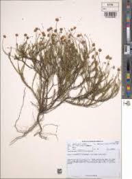 Image result for Felicia muricata