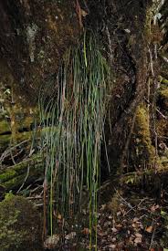 Image result for Vittaria elongata