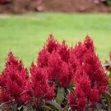 Pin On Garden